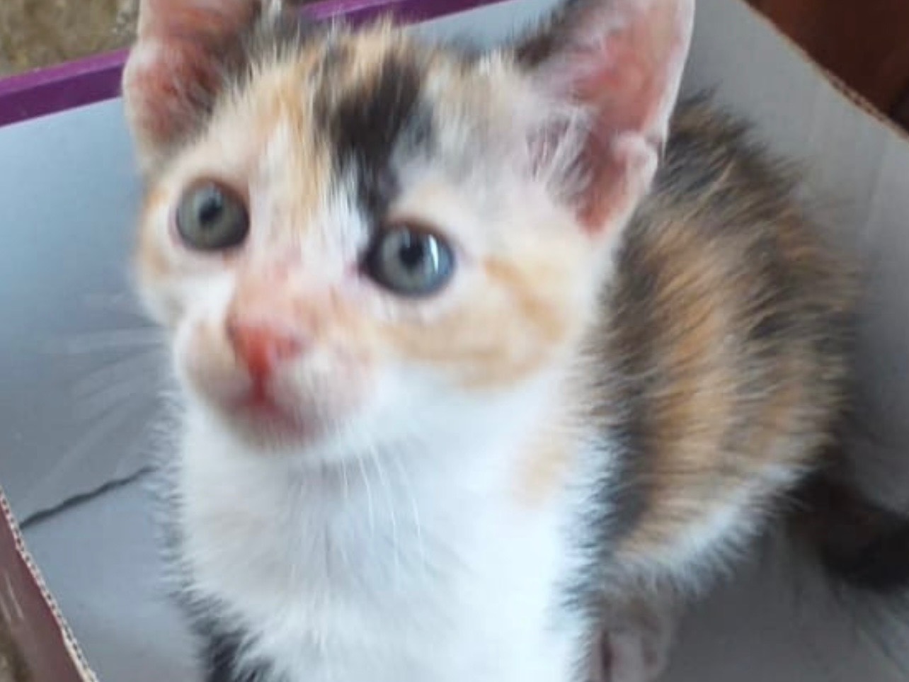Adotta un gatto, femmina, 10 mesi, Potenza