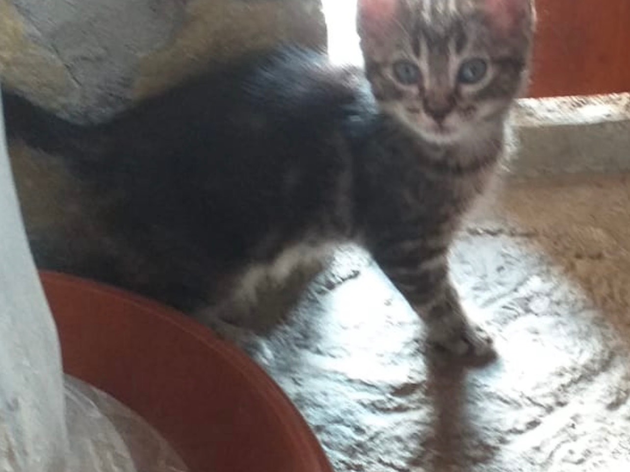 Adotta un gatto, taglia non valida, femmina, Potenza