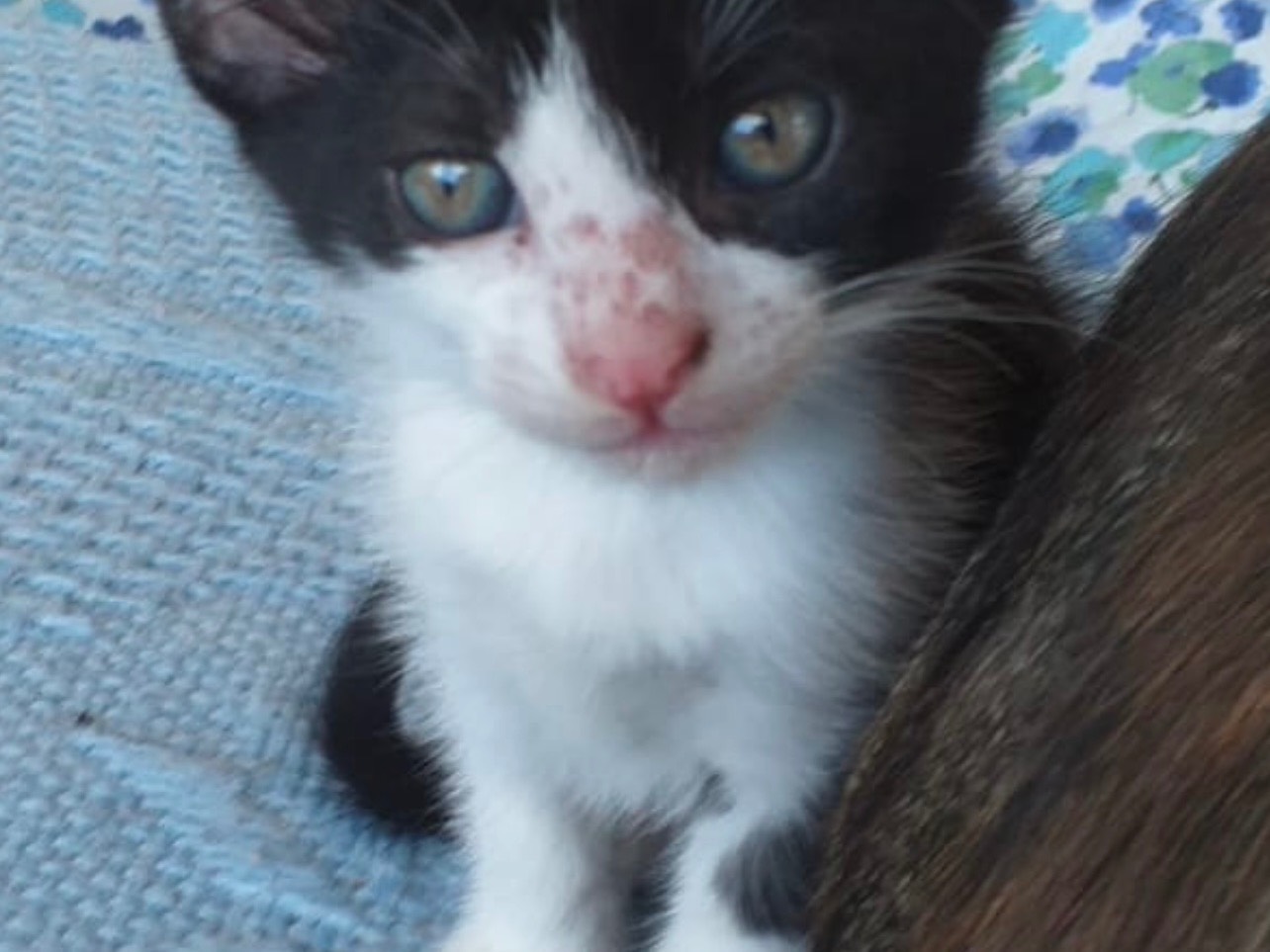 Vuoi adottare un gatto a Potenza?