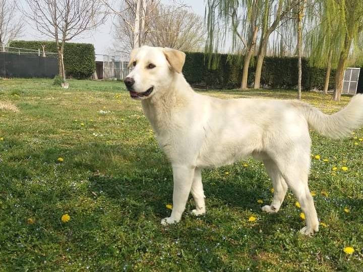 Foto 3 dell'animale