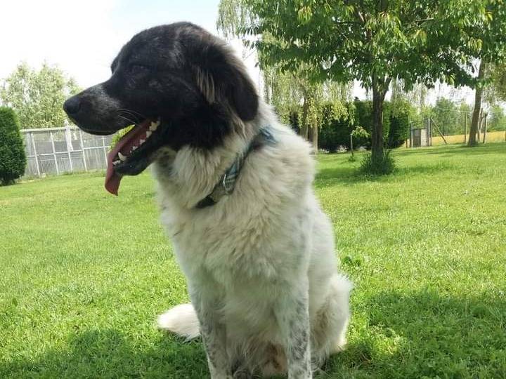 Adotta un cane, maschio, 3 anni  e 4 mesi , Ferrara