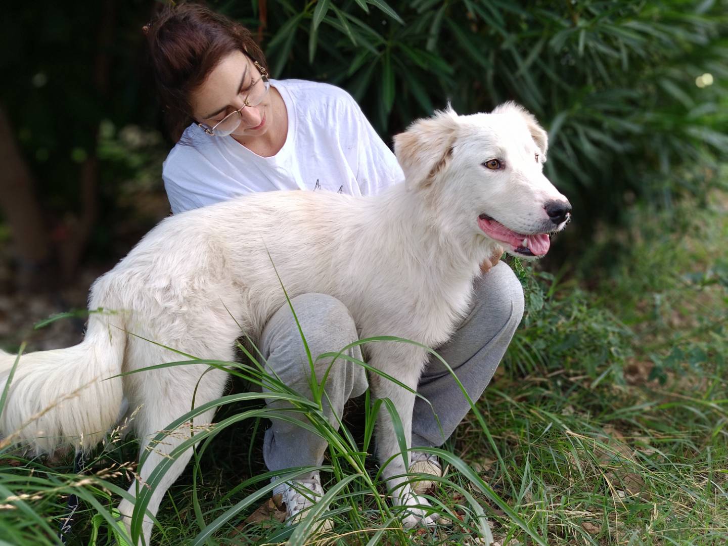 Adotta un cane, maschio, 1 anno e 5 mesi , Siracusa
