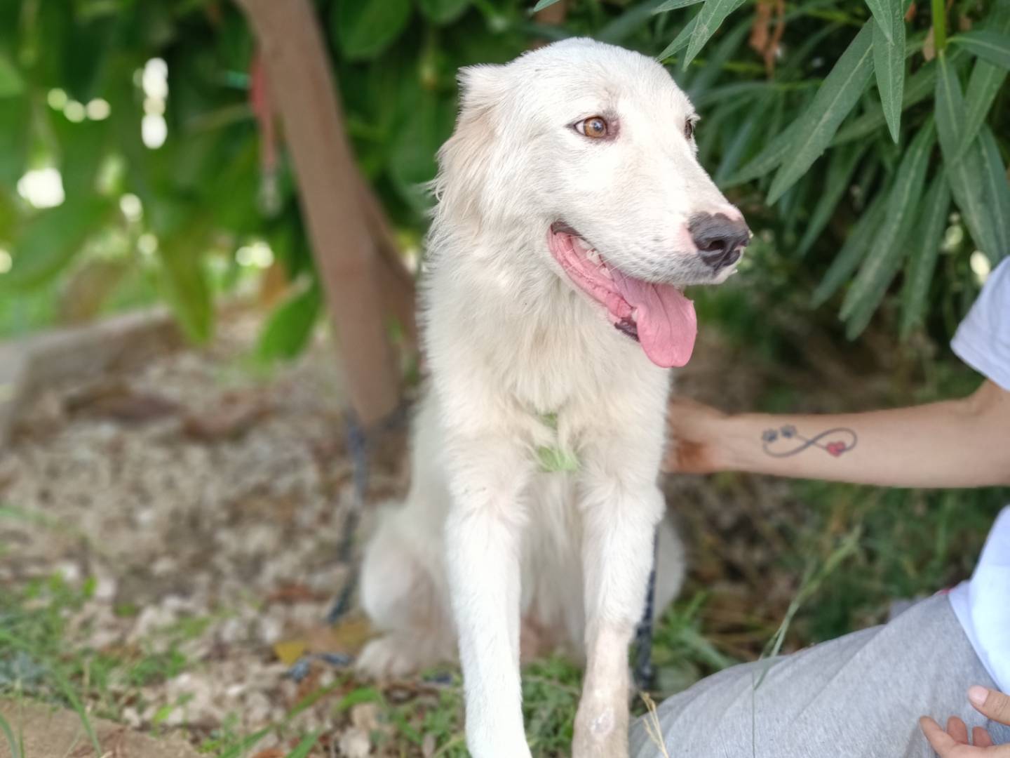 Adotta un cane, taglia media, maschio, Siracusa
