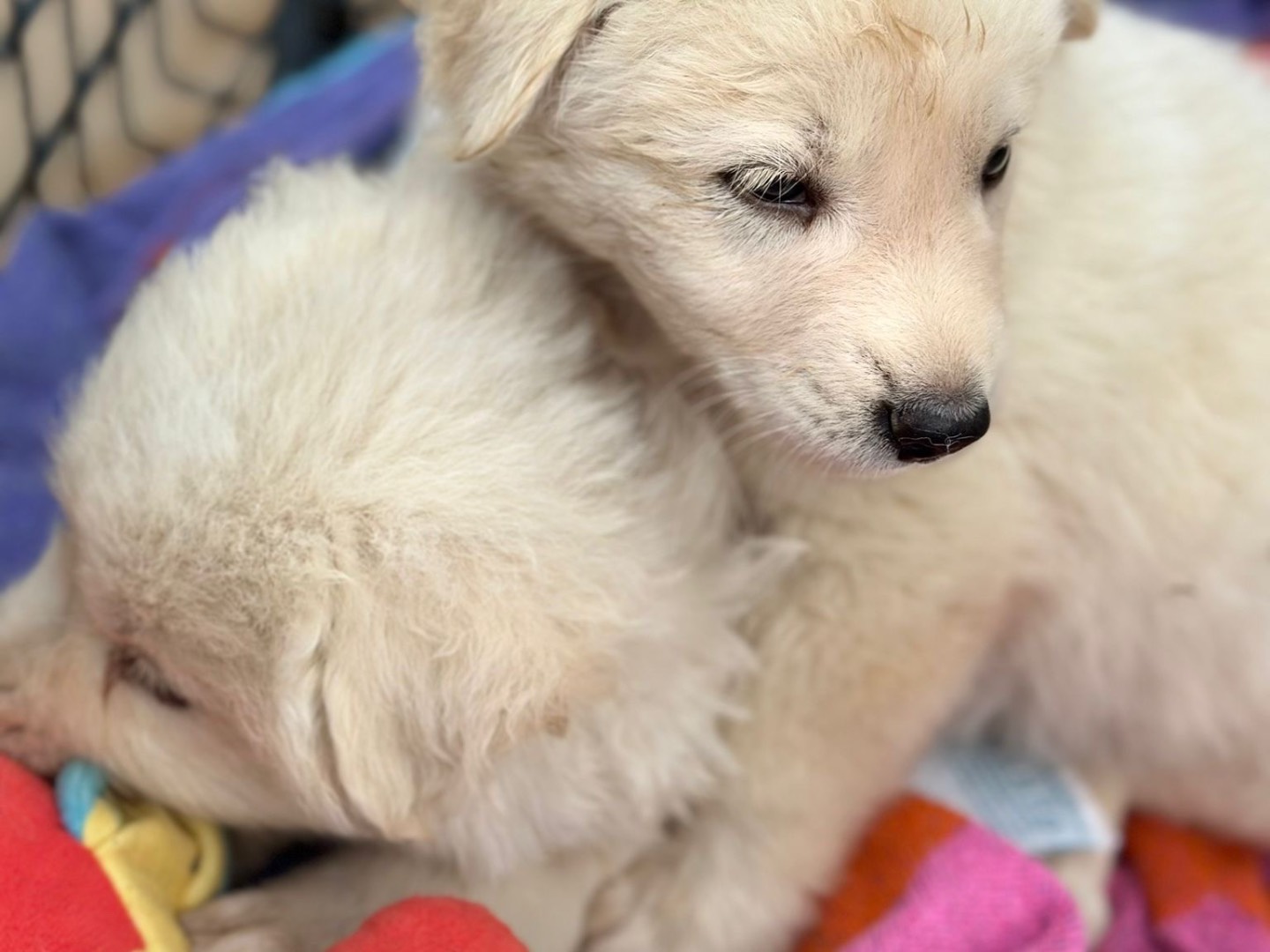 Adotta il cane Remo a Trapani