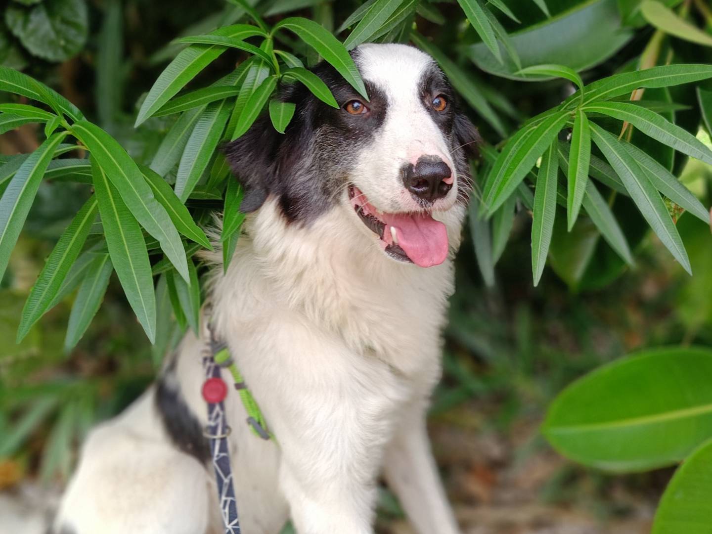 Adotta un cane, taglia media, maschio, Siracusa