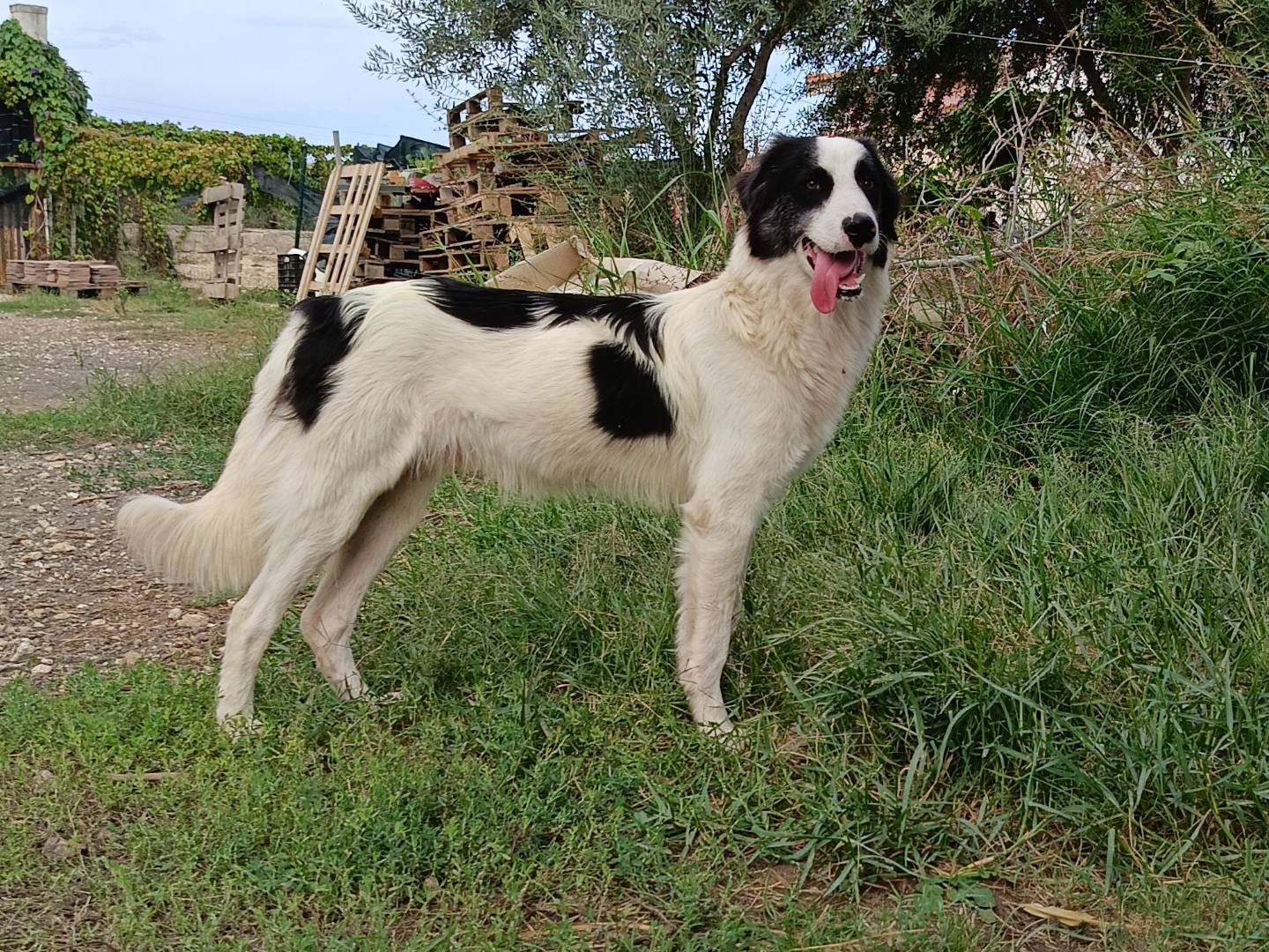 Vuoi adottare un cane a Siracusa?