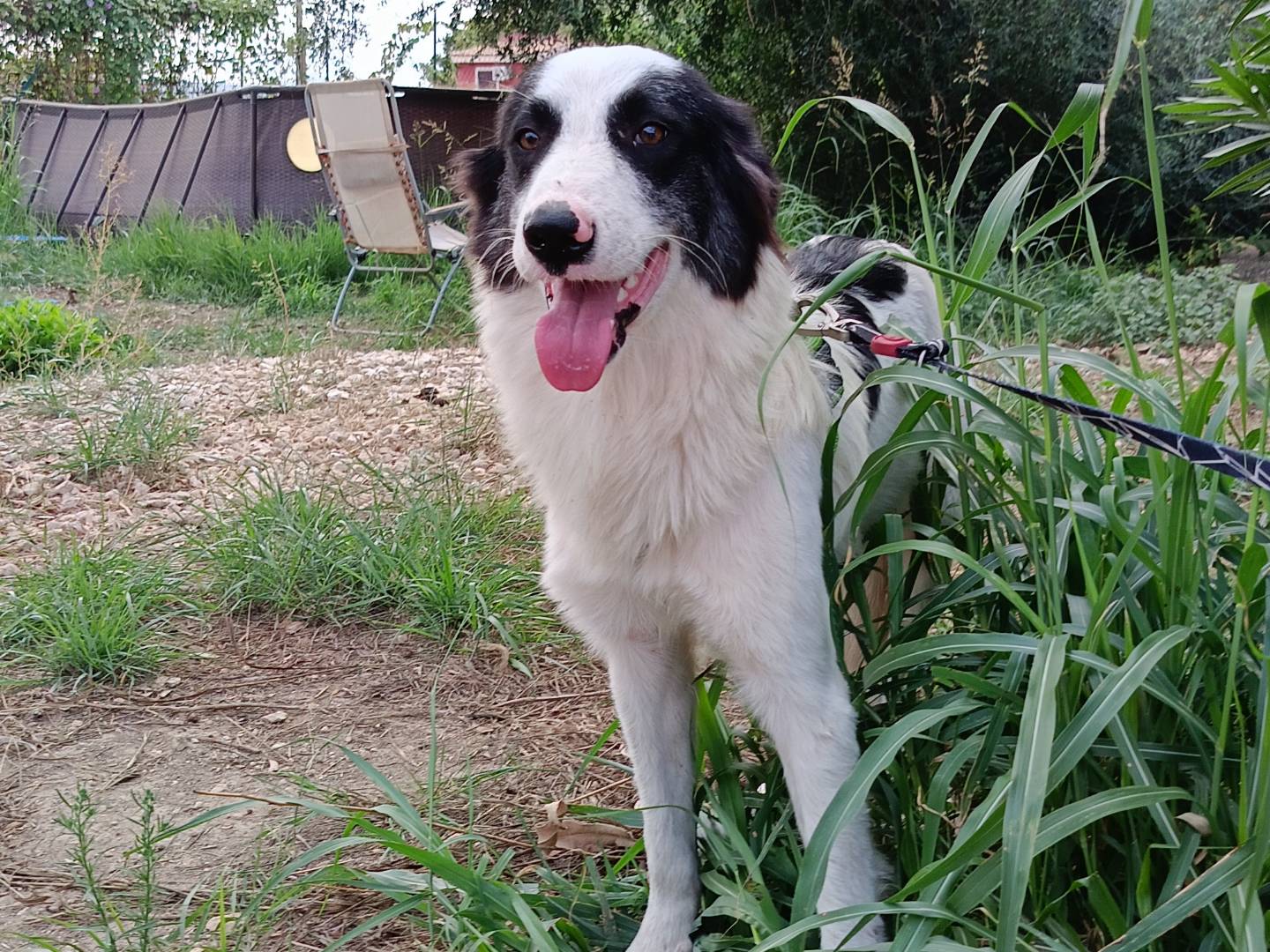 Adotta il cane Dilan  a Siracusa
