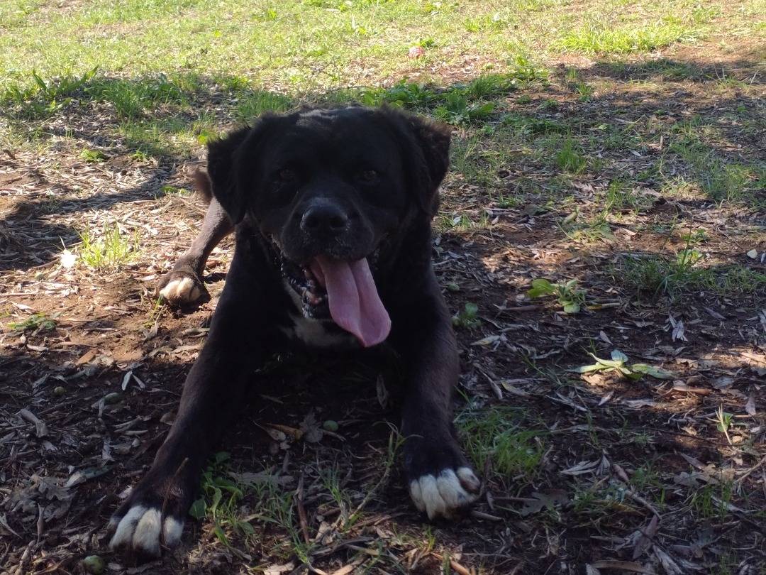 Vuoi adottare un cane a Viterbo?