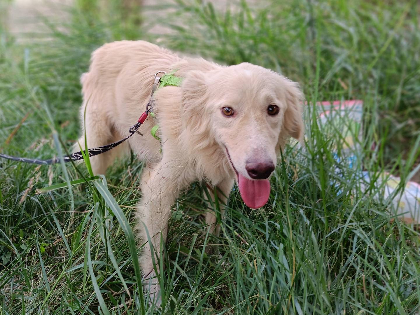 Vuoi adottare un cane a Siracusa?