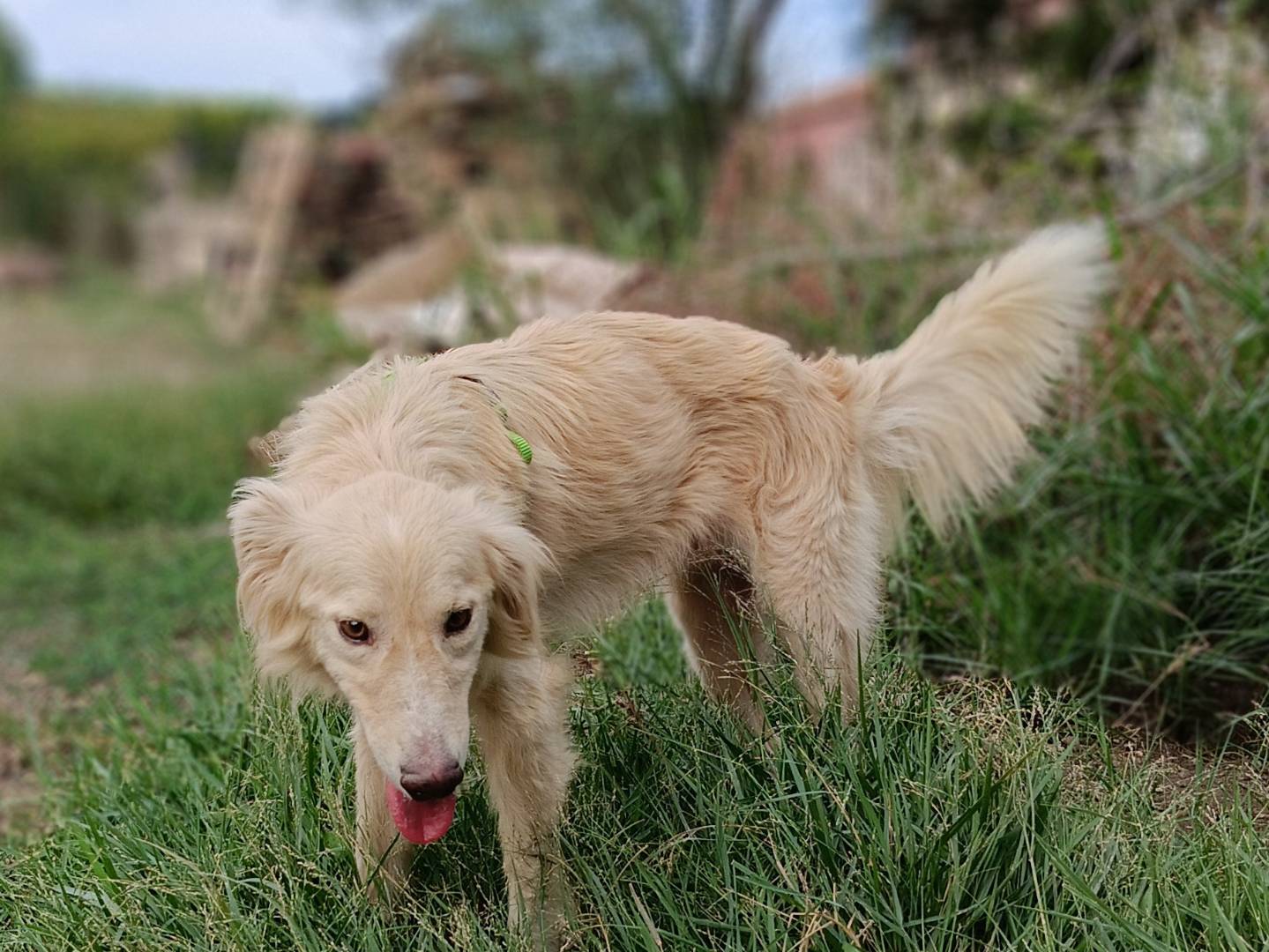 Adotta il cane Axel a Siracusa