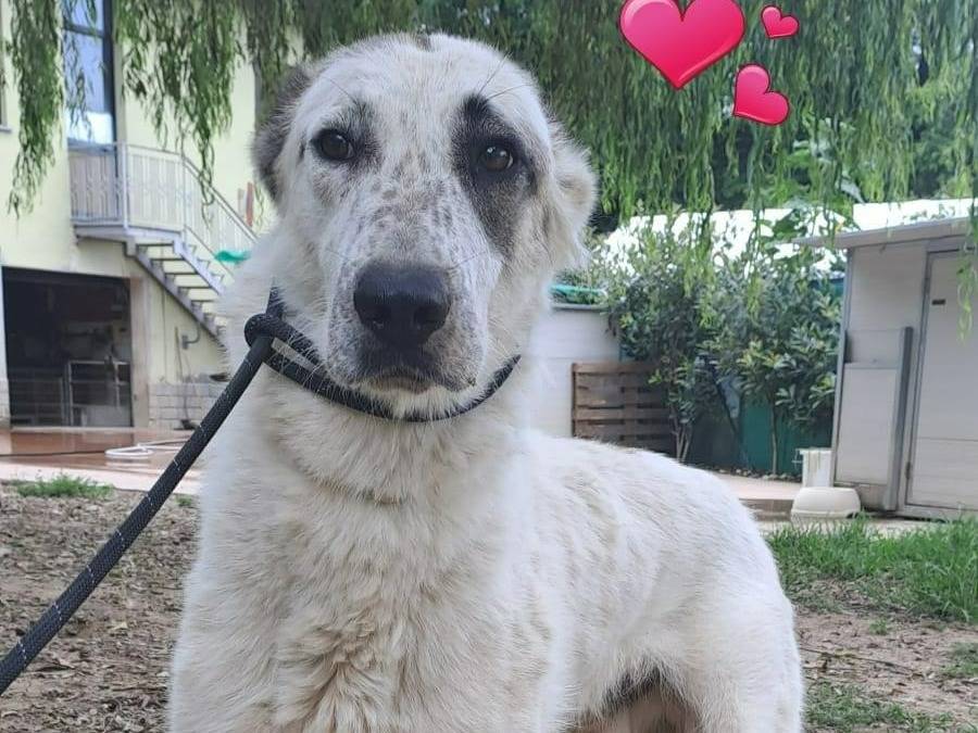 Adozione cane, maschio, meticcio, 2 anni  e 6 mesi , taglia media, Piacenza