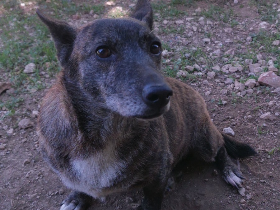 Foto dell'animale