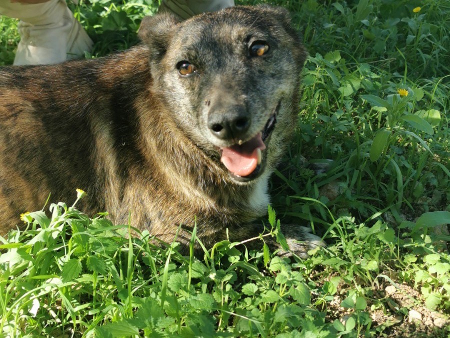 Adotta un cane, femmina, 7 anni  e 5 mesi , Bari