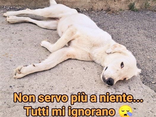 Foto dell'animale
