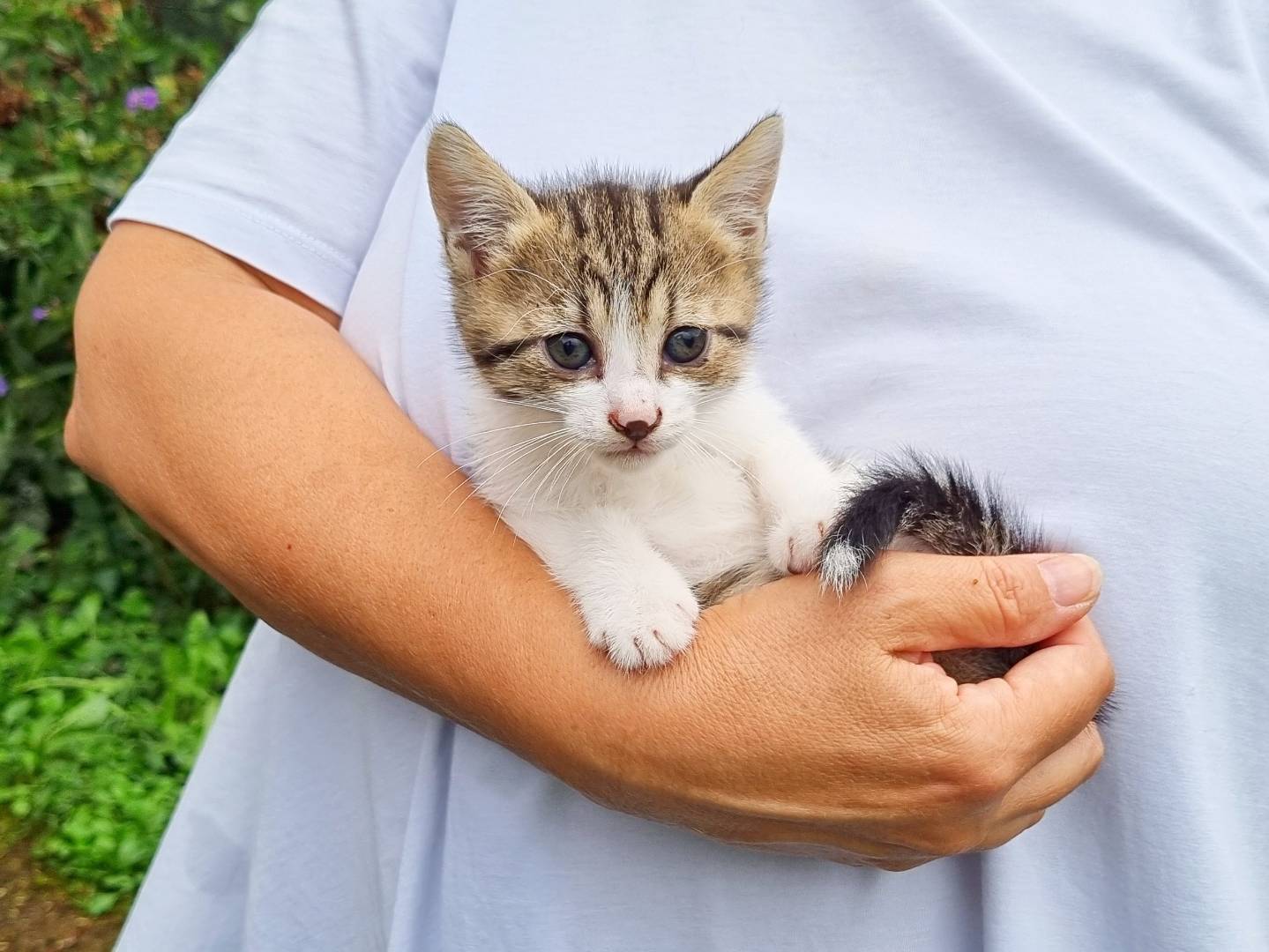 Vuoi adottare un gatto a Cremona?