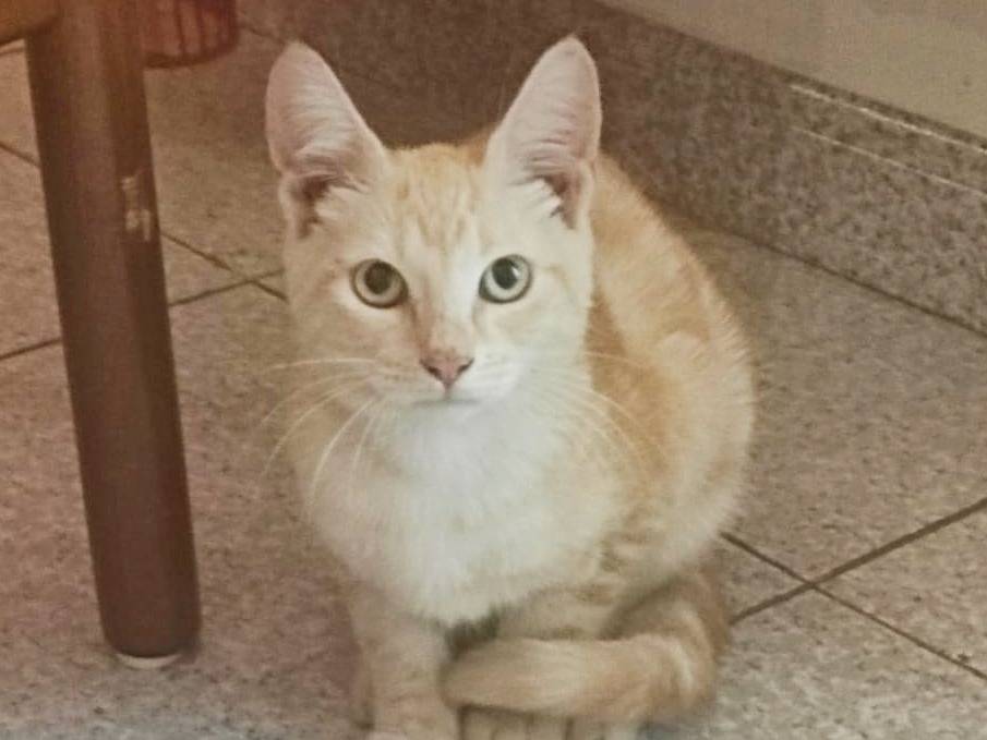 Adotta un gatto, maschio, 6 mesi, Cremona