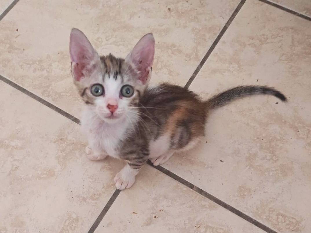 Adotta un gatto, femmina, 4 mesi, Cremona