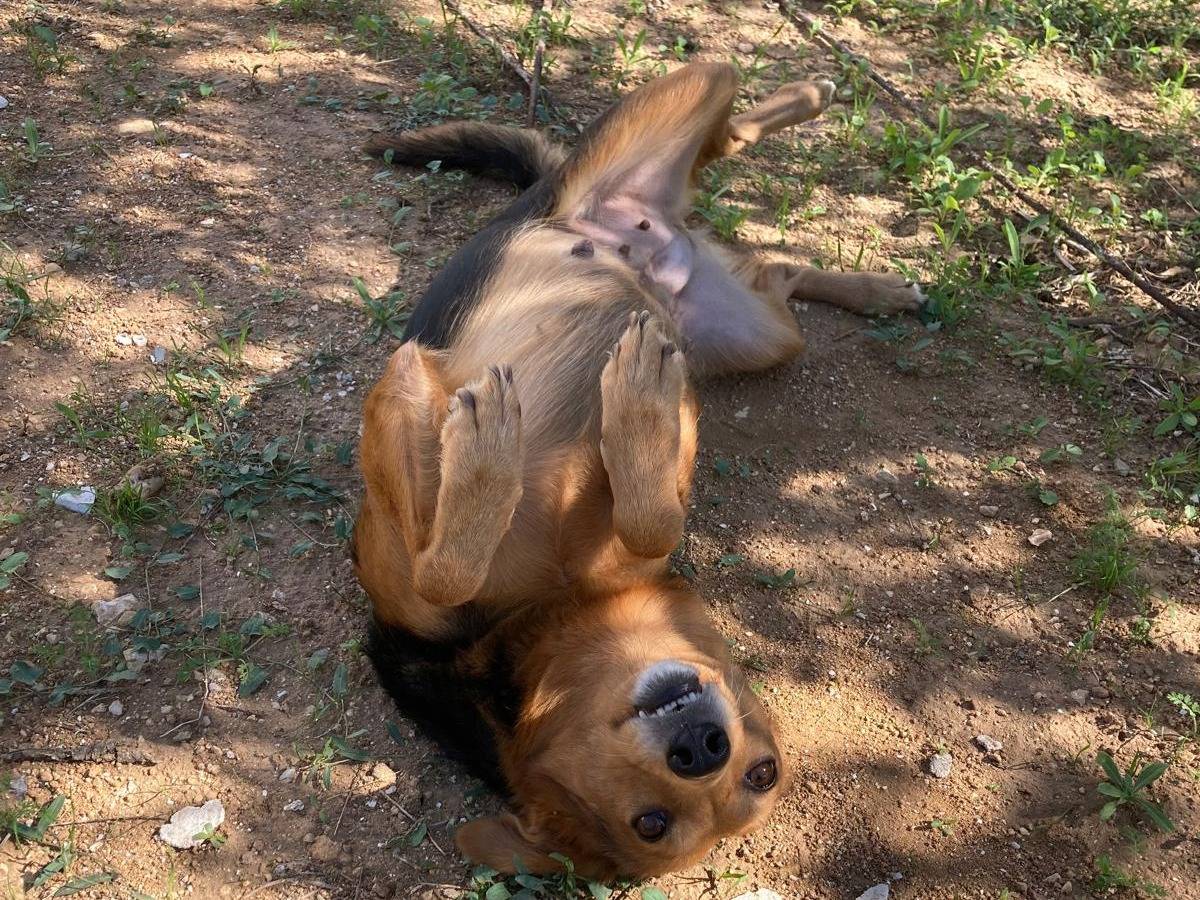 Adozione cane, femmina, meticcio, 1 anno e 11 mesi , taglia media contenuta, Trapani