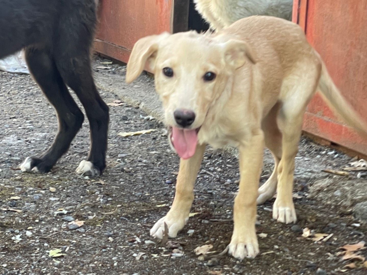 Adotta un cane, taglia media, maschio, Cosenza