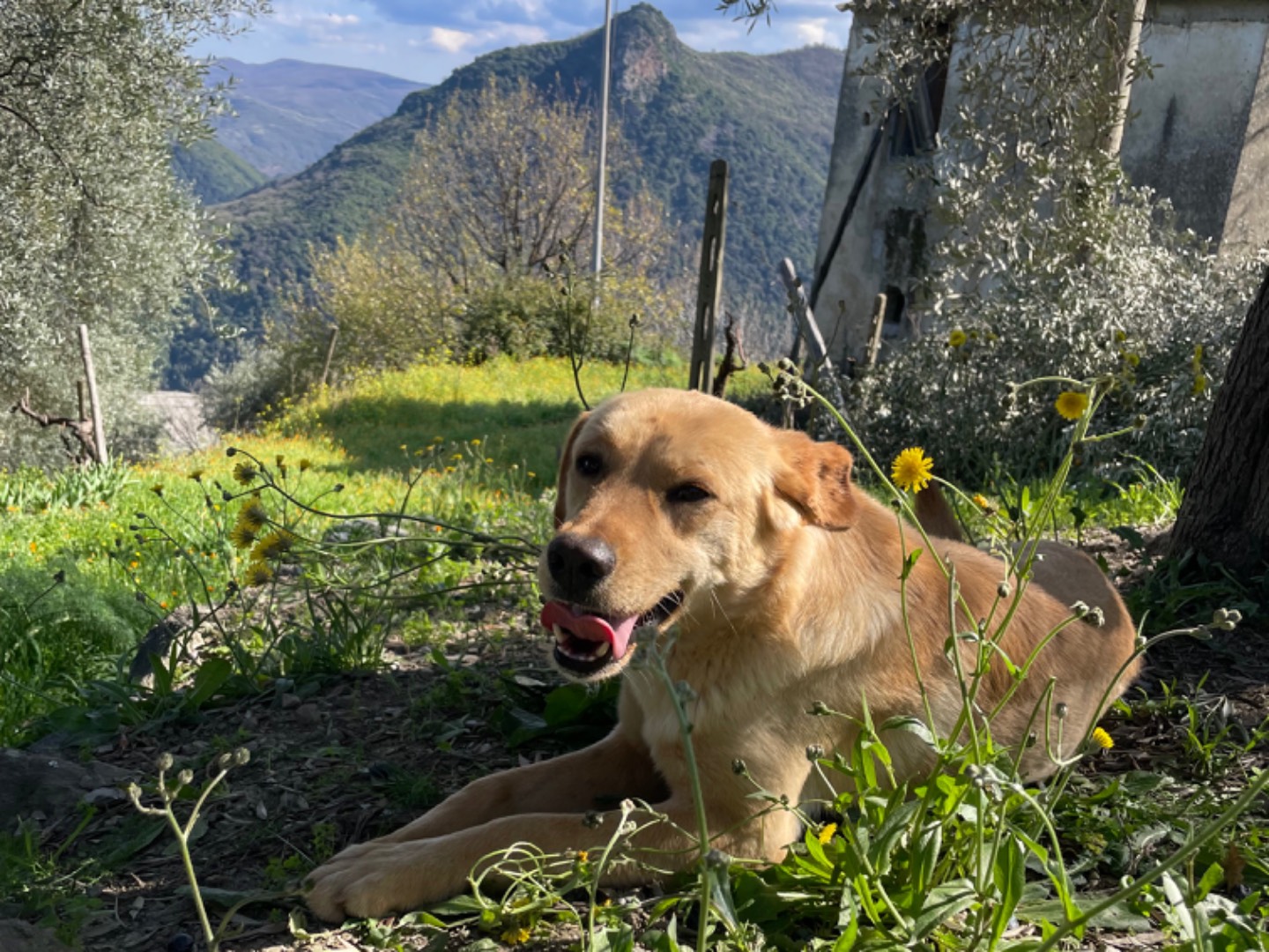Foto dell'animale