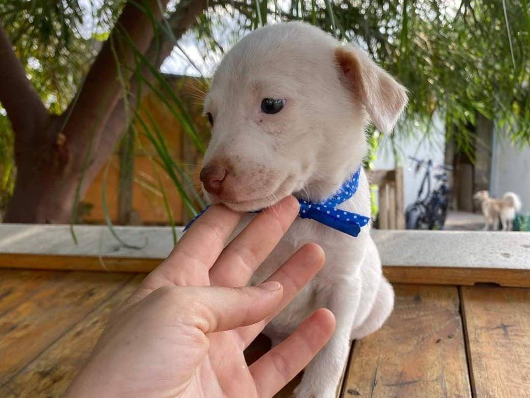 Vuoi adottare un cane a Siracusa?