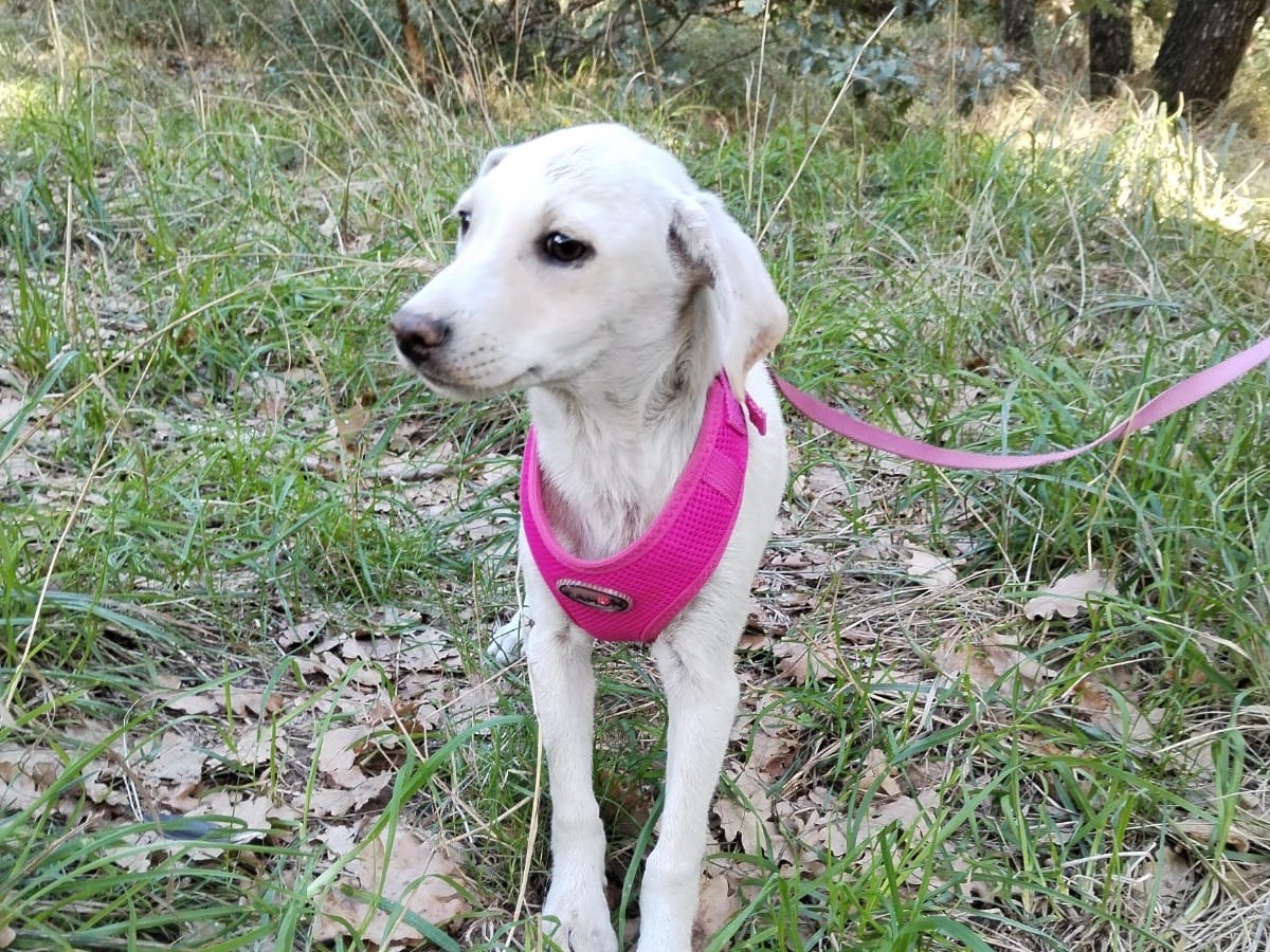 Adotta un cane, taglia media contenuta, femmina, Ravenna