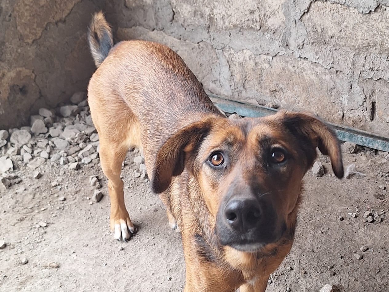 Adotta un cane, femmina, 1 anno e 10 mesi , Siracusa