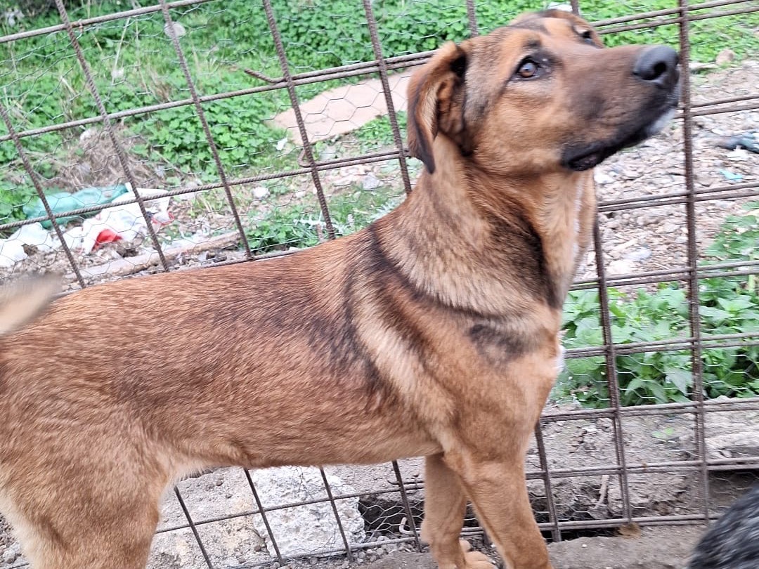 Adotta un cane, taglia media, femmina, Siracusa