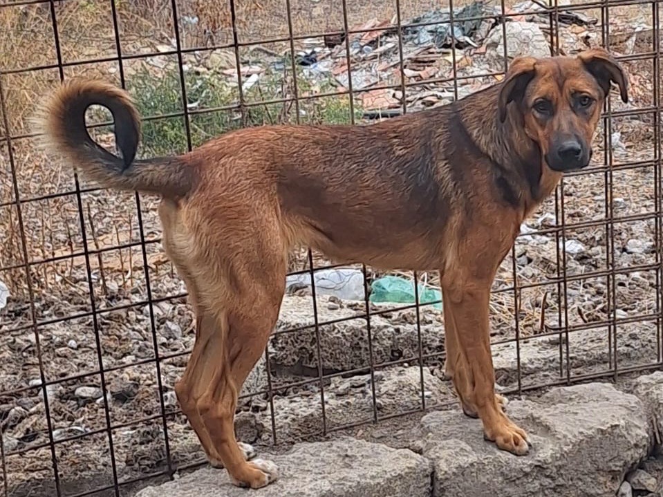 Vuoi adottare un cane a Siracusa?