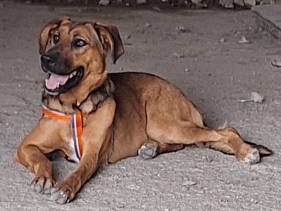 Adotta il cane Cjube a Siracusa
