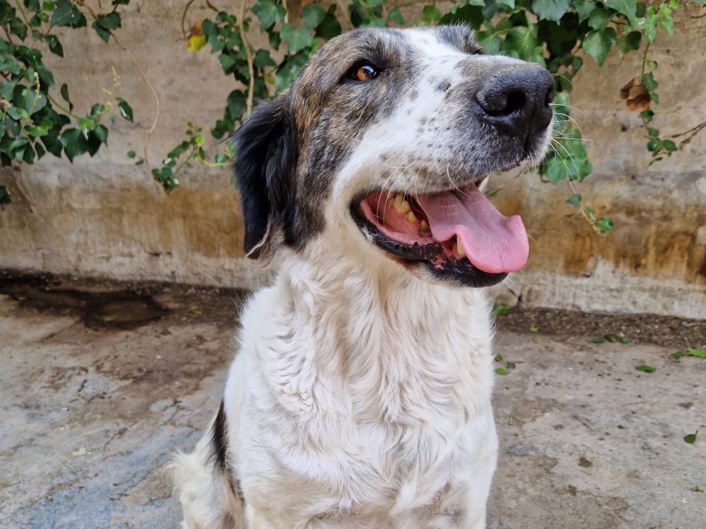 Adotta un cane, femmina, 6 anni  e 6 mesi , Siracusa