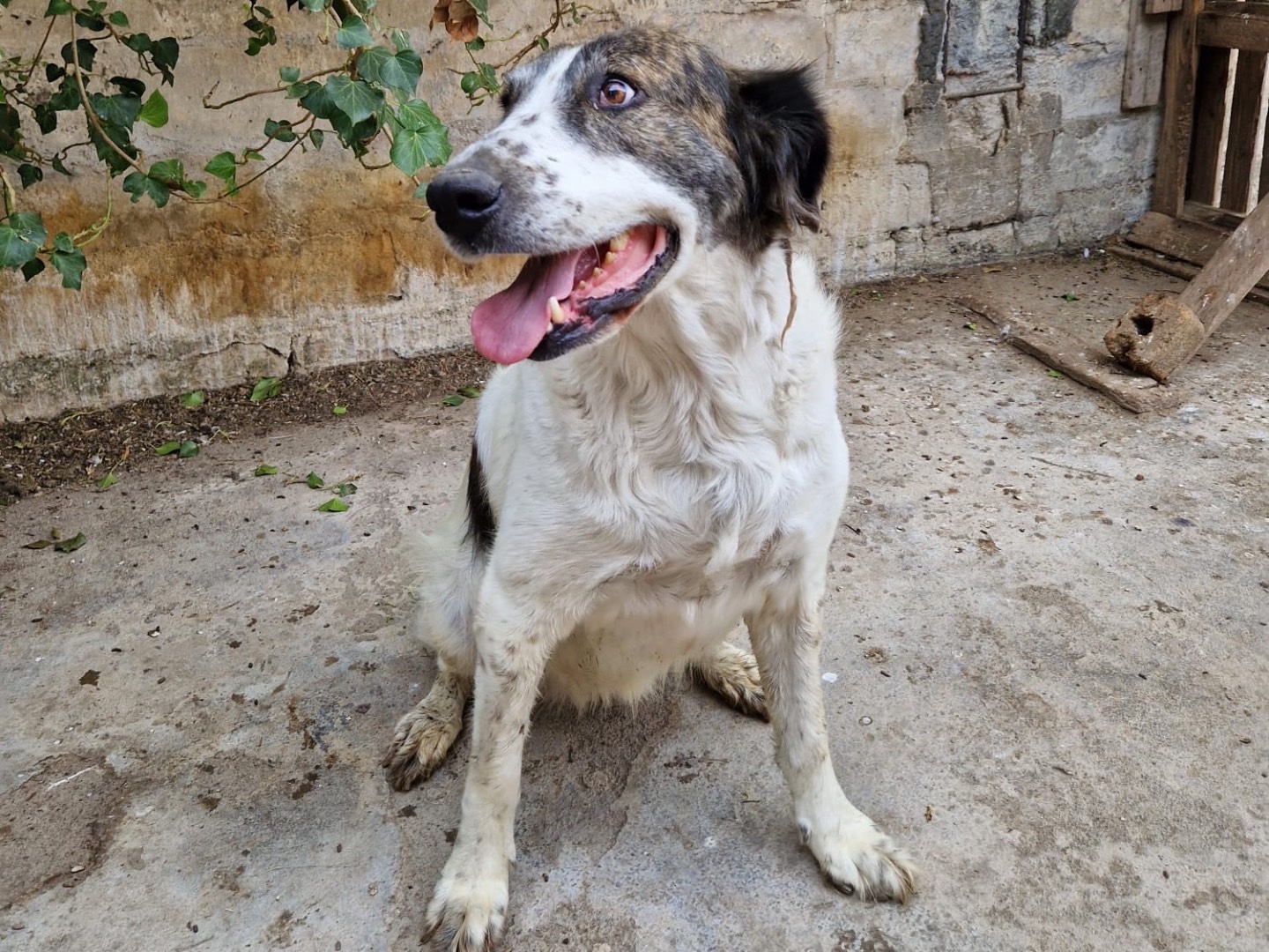 Adotta un cane, taglia grande, femmina, Siracusa