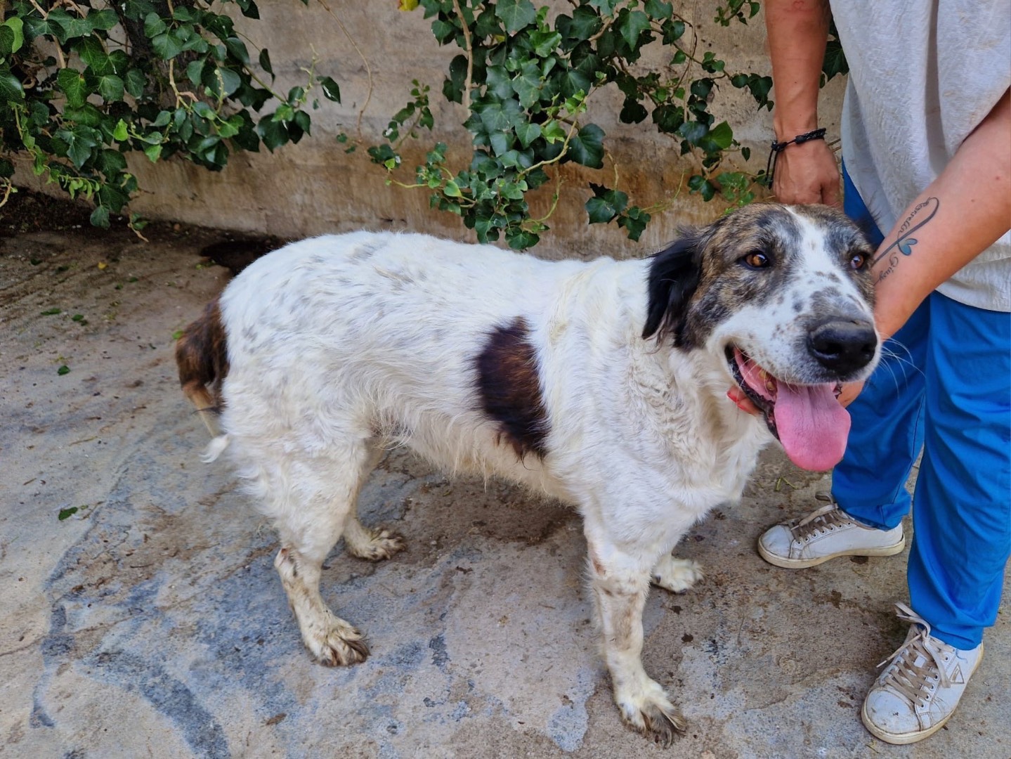 Vuoi adottare un cane a Siracusa?