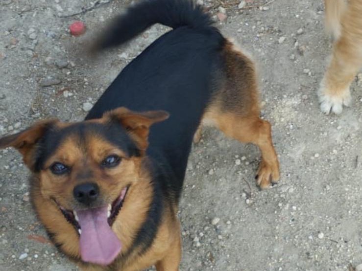 Adozione cane, maschio, meticcio, 6 anni e 8 mesi, taglia piccola, Siracusa