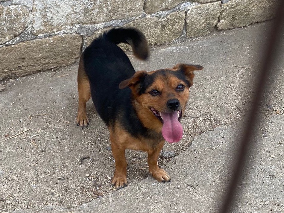 Adotta un cane, maschio, 6 anni e 8 mesi, Siracusa