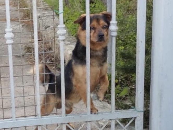 Adotta un cane, taglia piccola, maschio, Siracusa