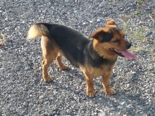 Vuoi adottare un cane a Siracusa?