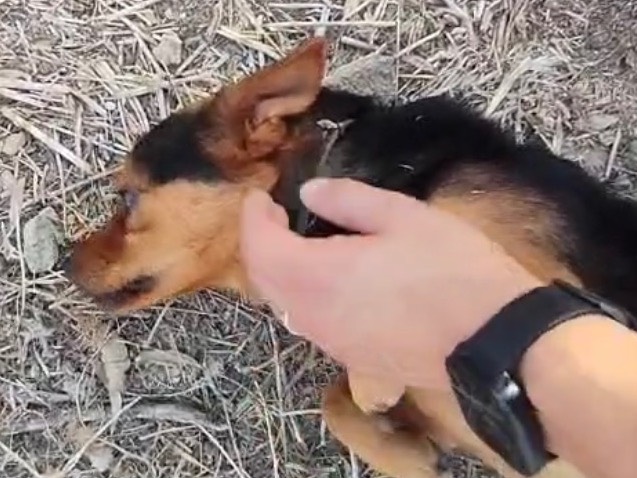 Adotta il cane Cody a Siracusa