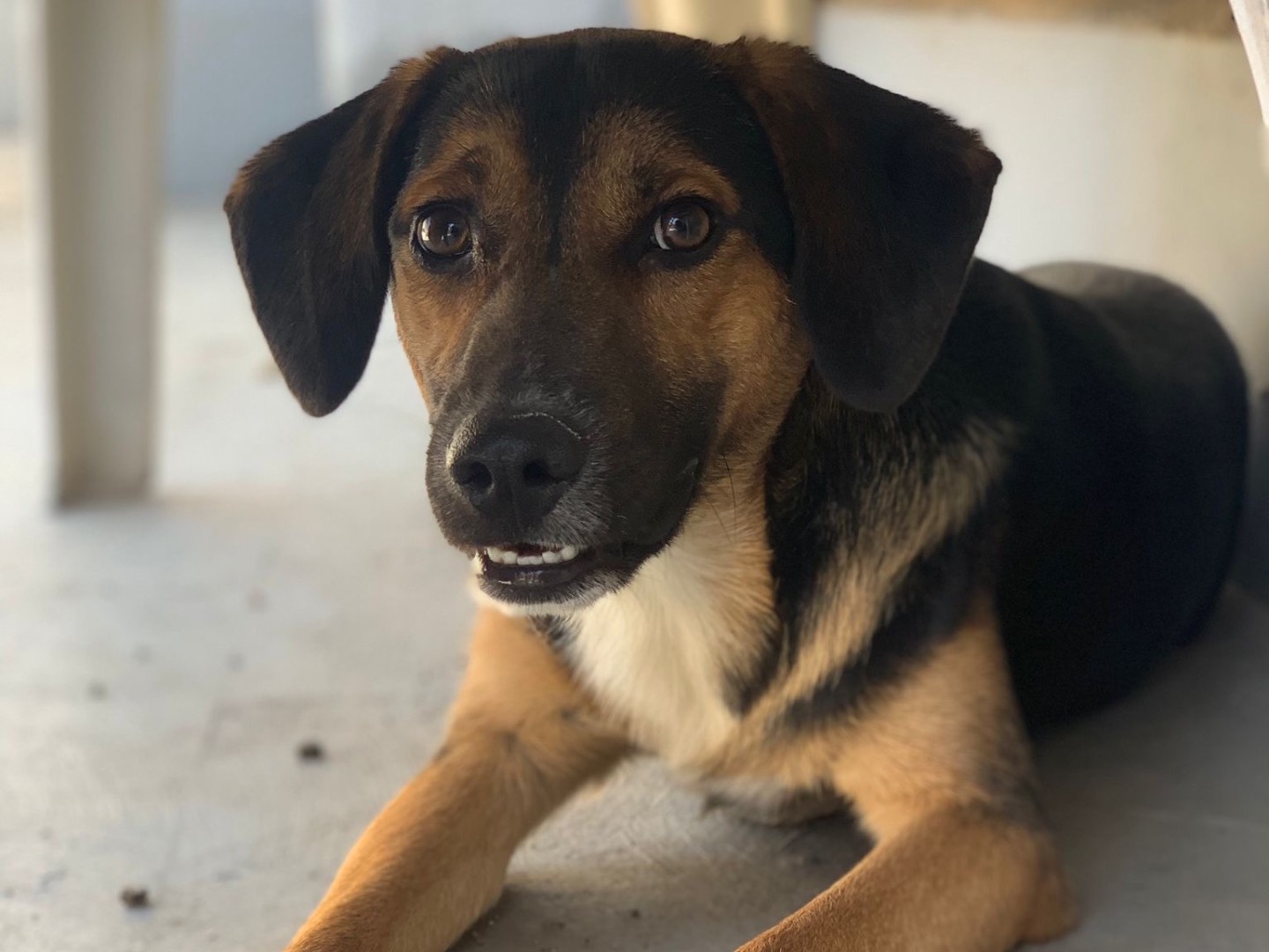 Adotta il cane Ciack  a Siracusa