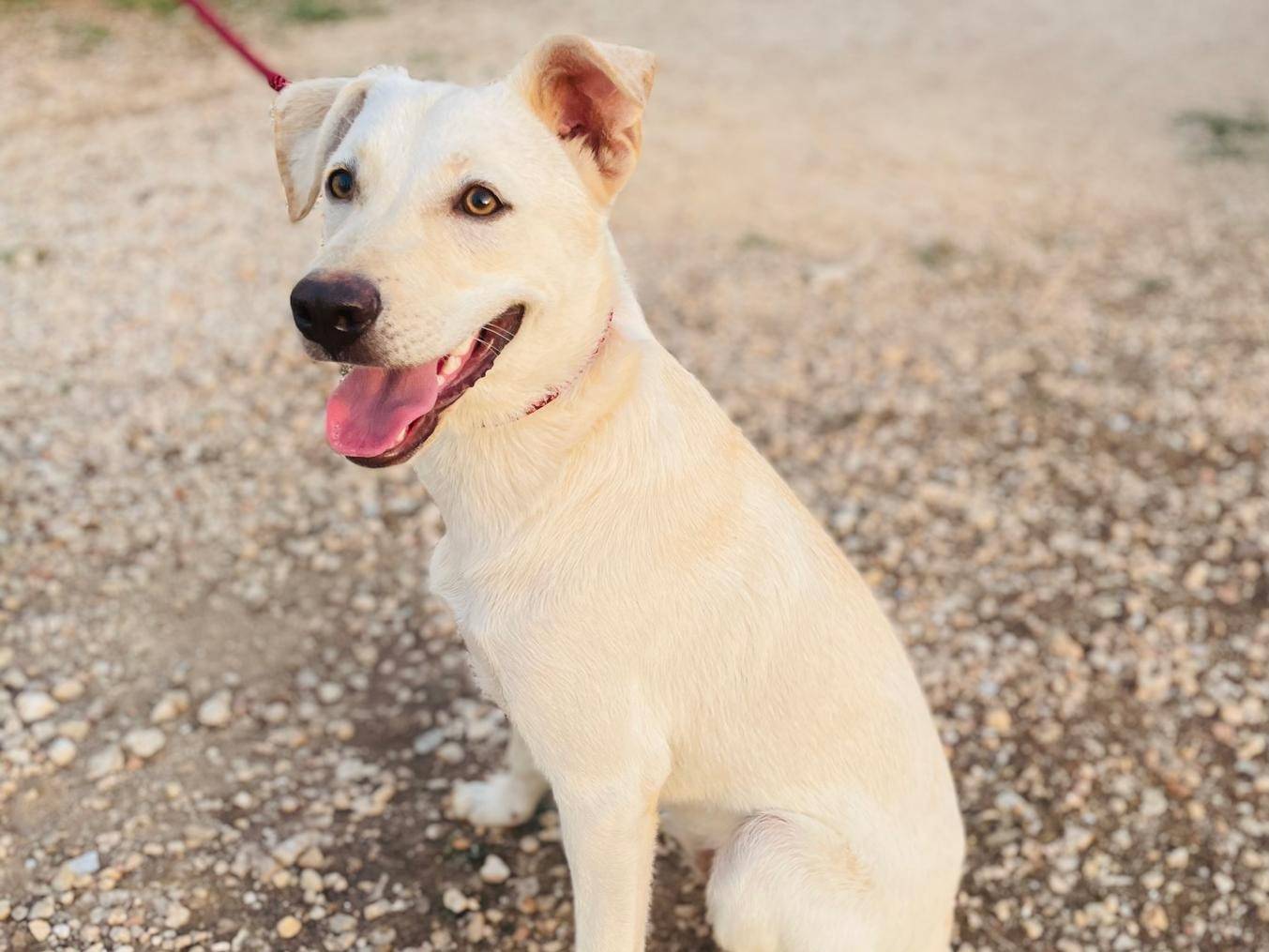 Adotta un cane, femmina, 8 mesi, Bari