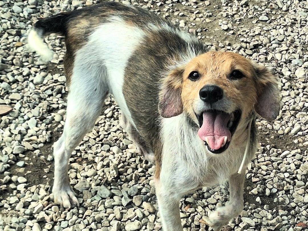 Adozione cane, maschio, meticcio, 2 anni  e 10 mesi , taglia piccola, Teramo