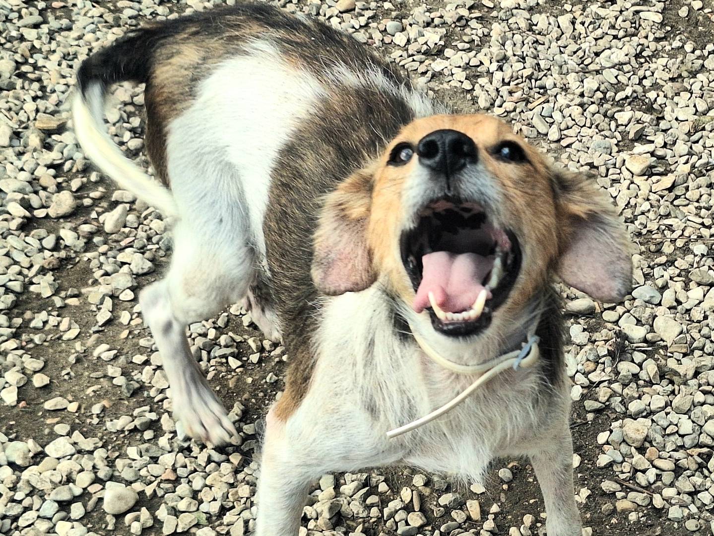 Adotta un cane, maschio, 2 anni  e 10 mesi , Teramo