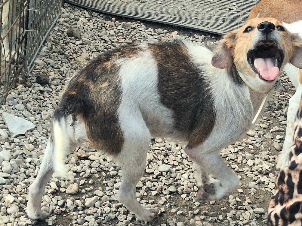 Vuoi adottare un cane a Teramo?