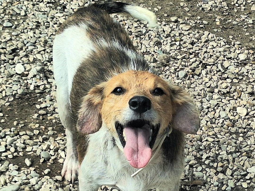 Adotta il cane Robertino  a Teramo