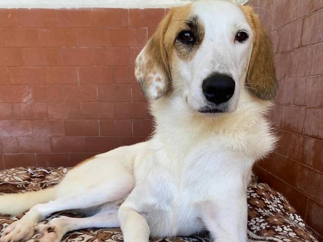 Adotta un cane, maschio, 2 anni  e 1 mese, Milano