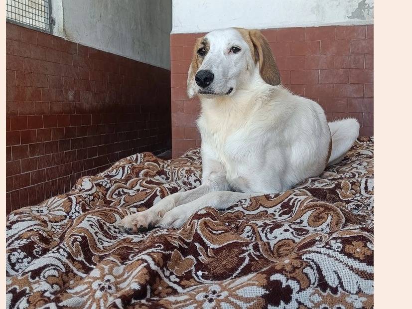 Adotta un cane, taglia media, maschio, Milano