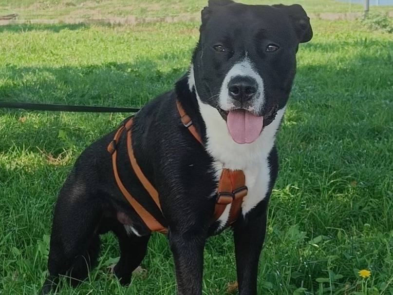 Adotta un cane, maschio, 3 anni  e 1 mese, Milano