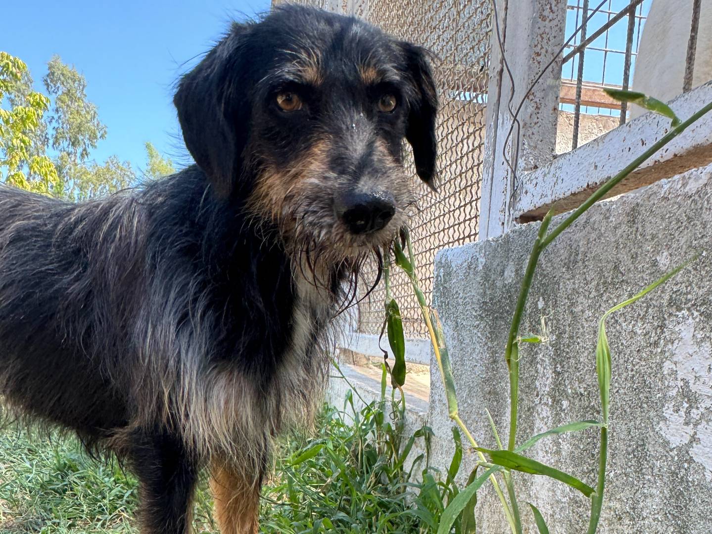Foto dell'animale