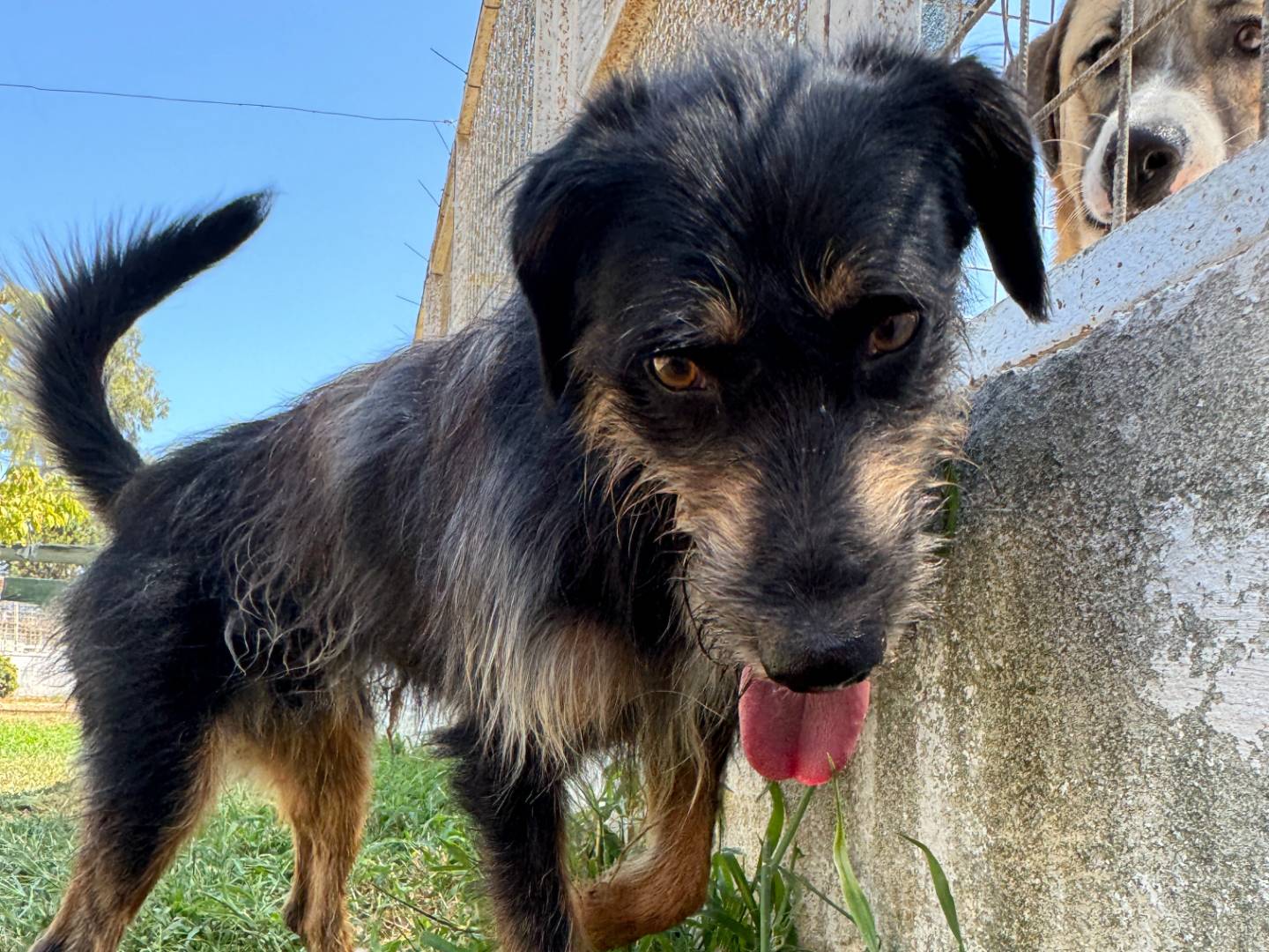 Adotta un cane, maschio, 6 anni  e 3 mesi , Caserta