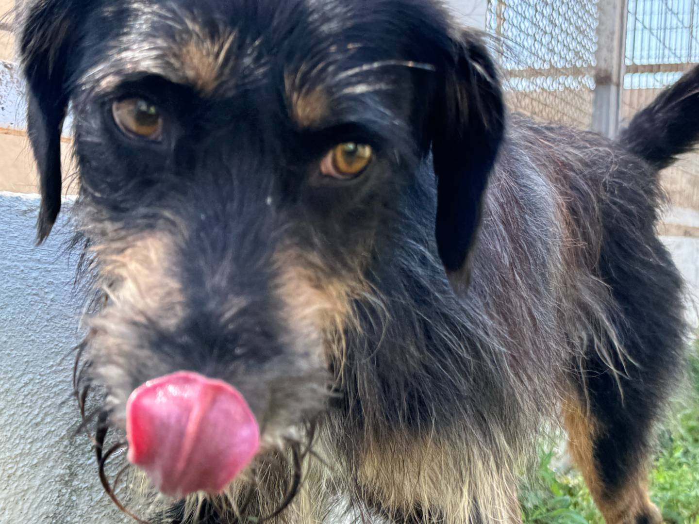 Adotta un cane, taglia media contenuta, maschio, Caserta